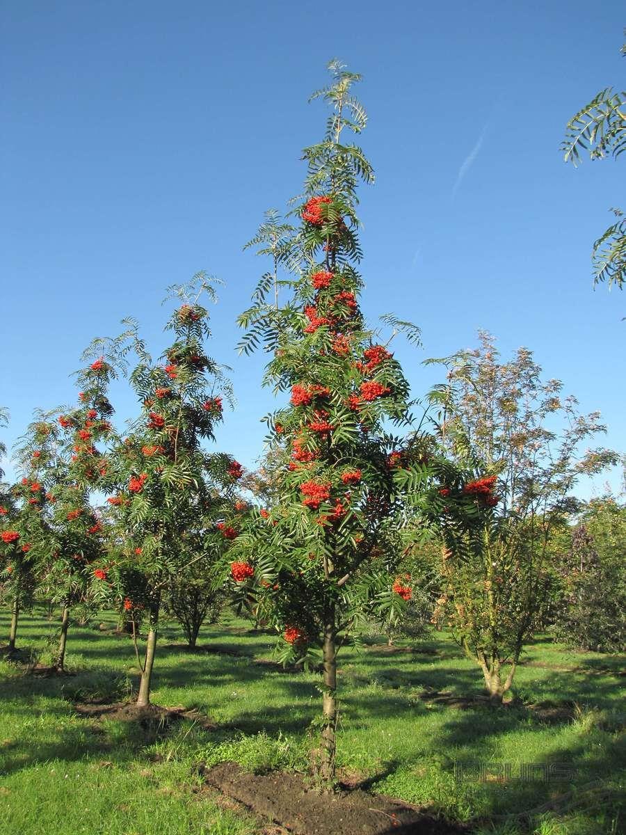 Рябина Додонг