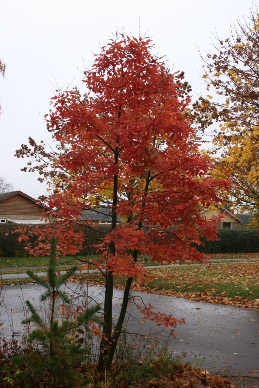 Рябина обыкновенная алая крупная