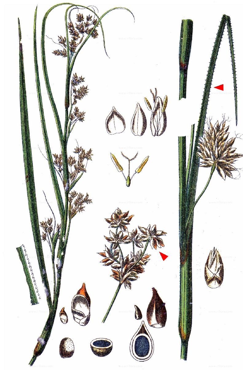 Молочай (Euphorbia)