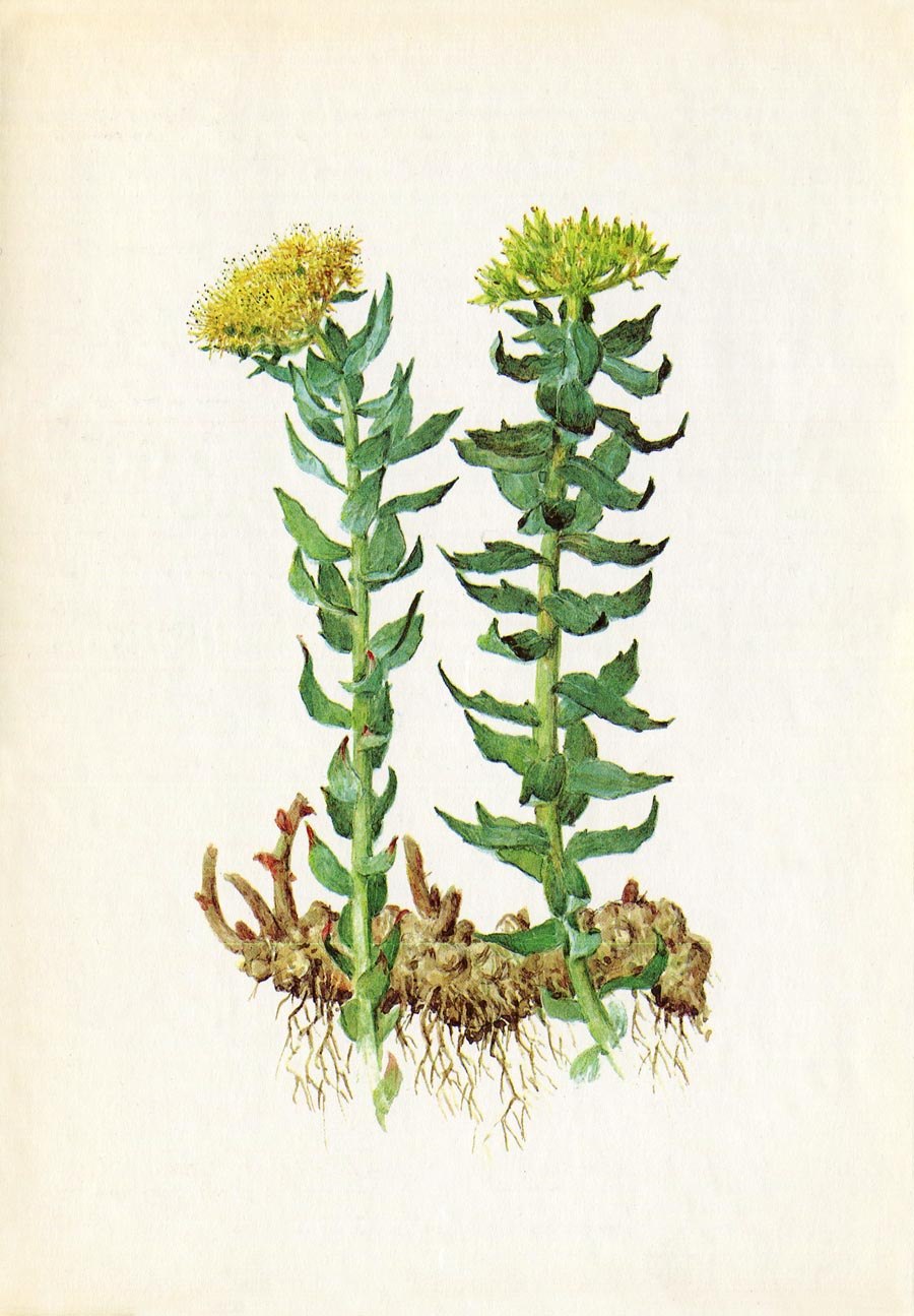 Родиола четырёхнадрезанная