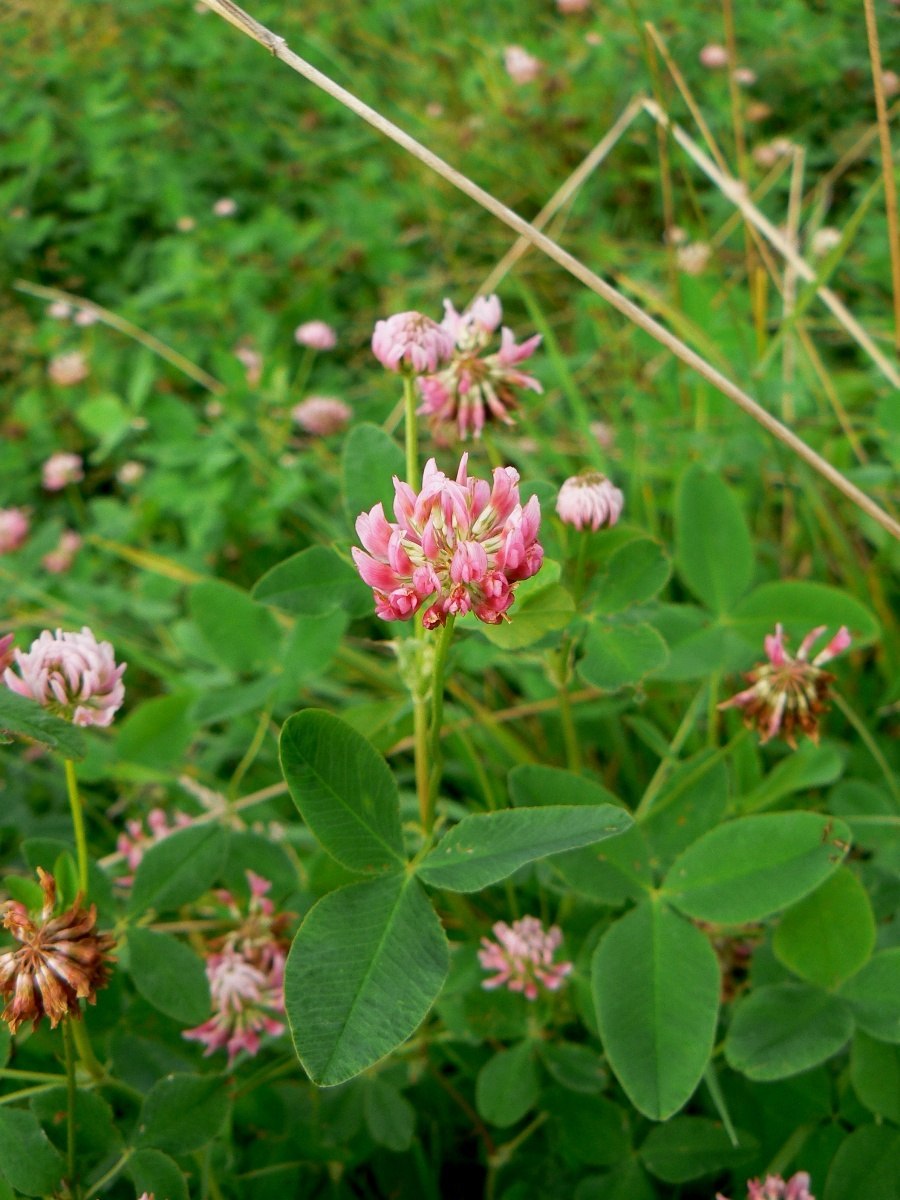 Клевер отклонённый