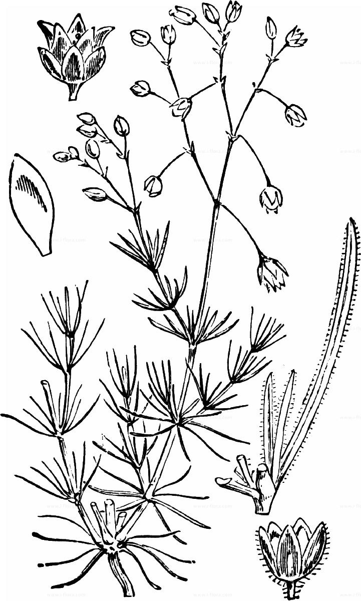 Трава Белозор болотный