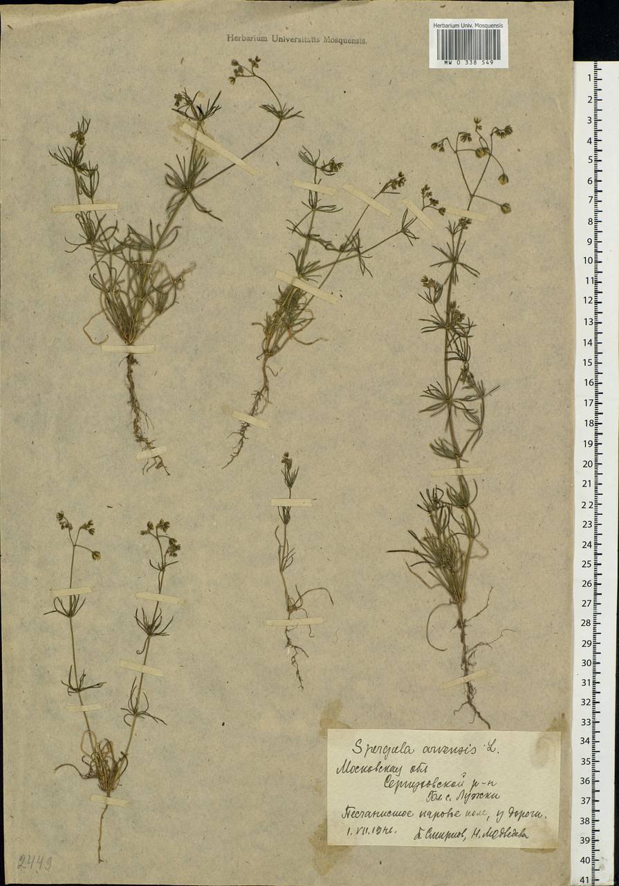 Торица Полевая гербарий