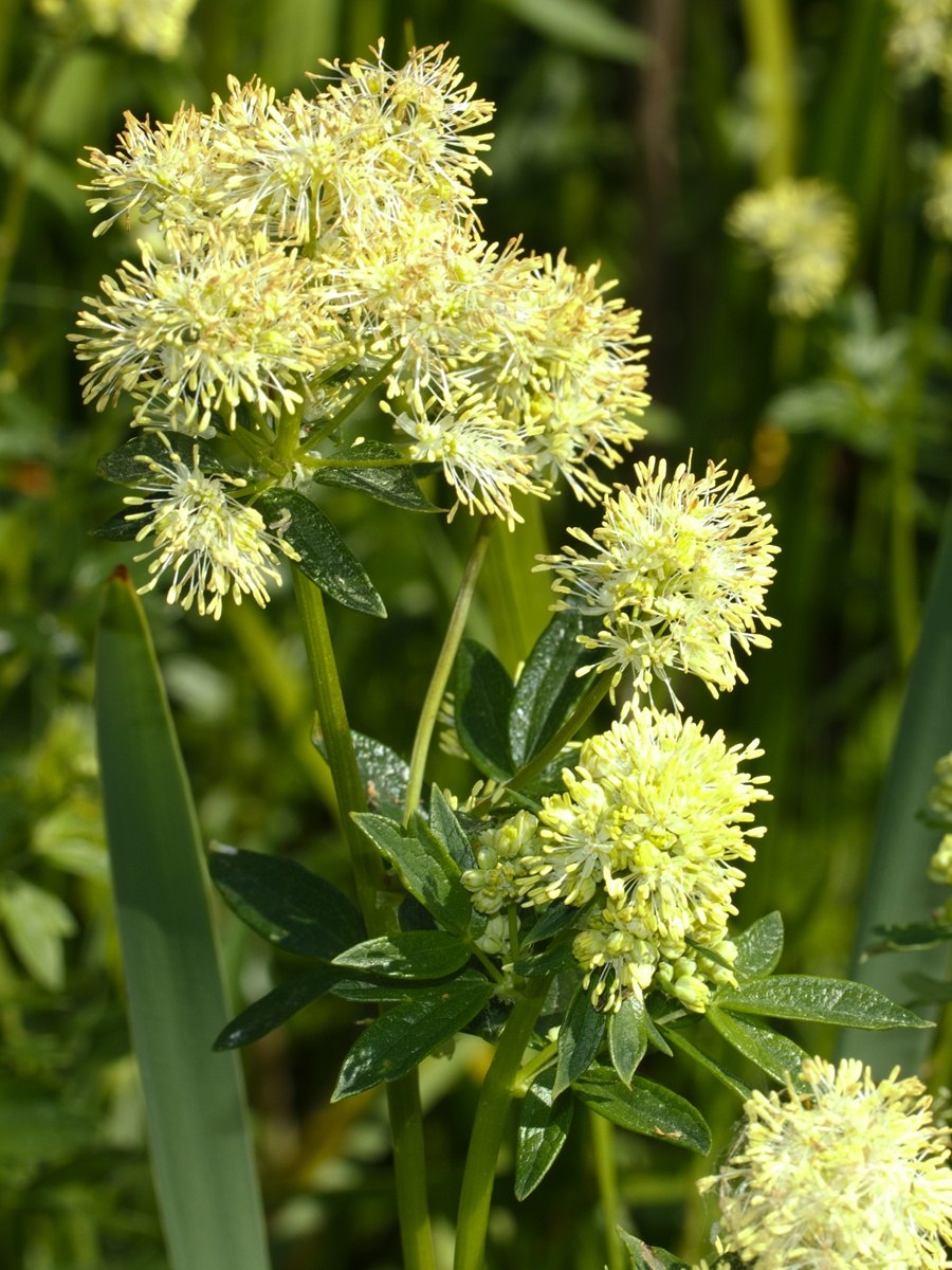 Василистник flavum