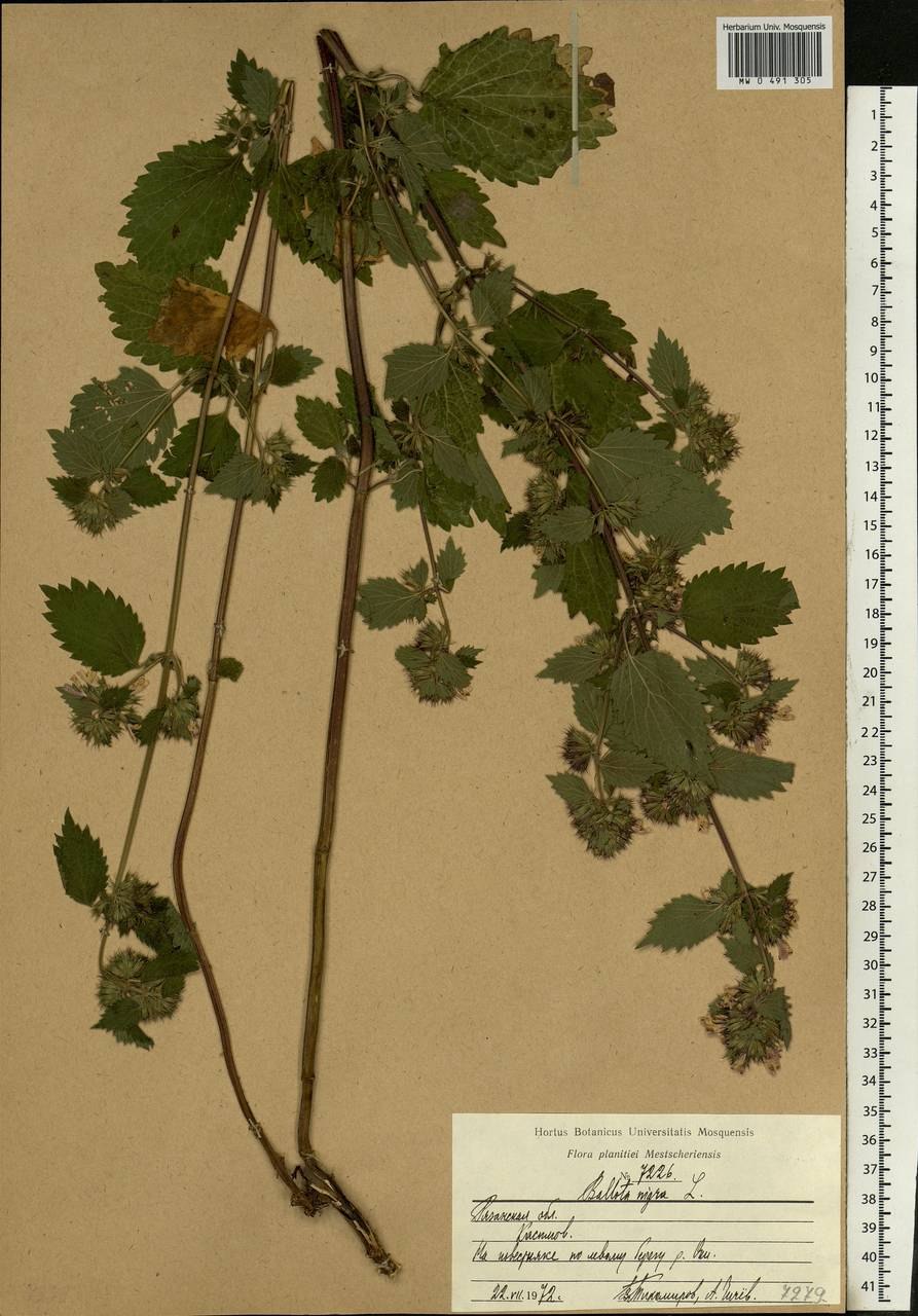 Ballota pseudodictamnus