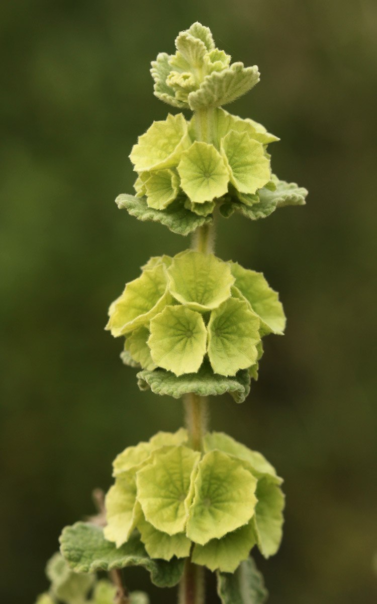 Белокудренник