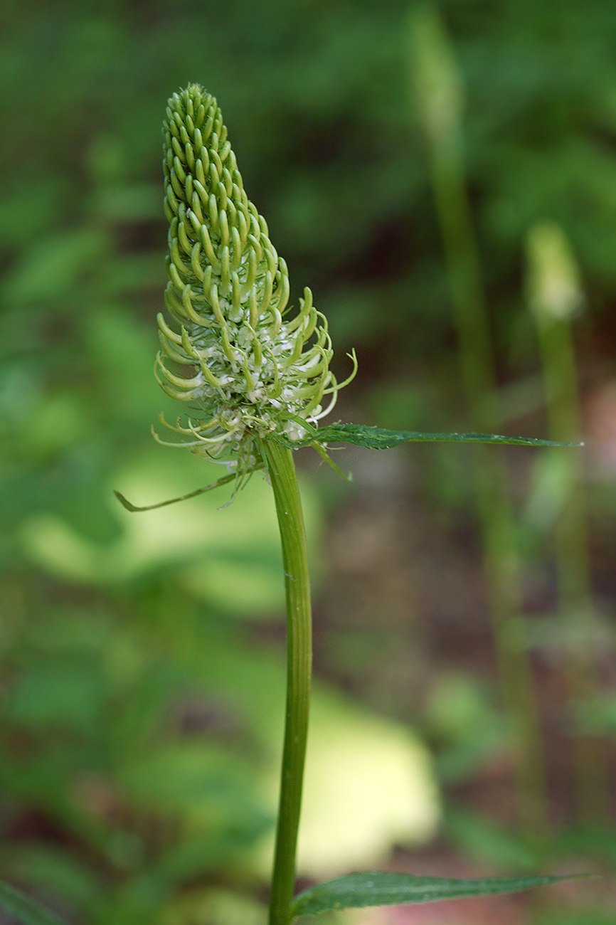 Phyteuma spicatum