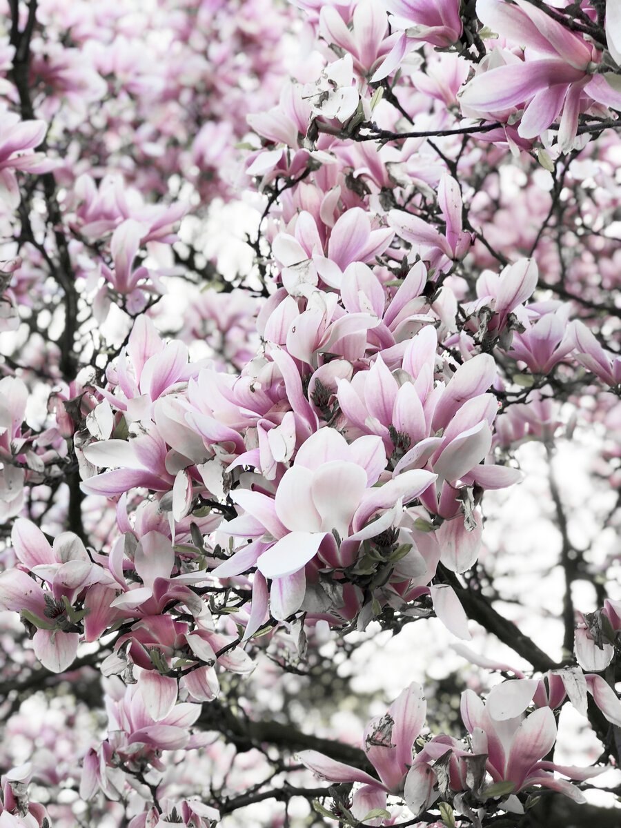 Magnolia grandiflora 3d