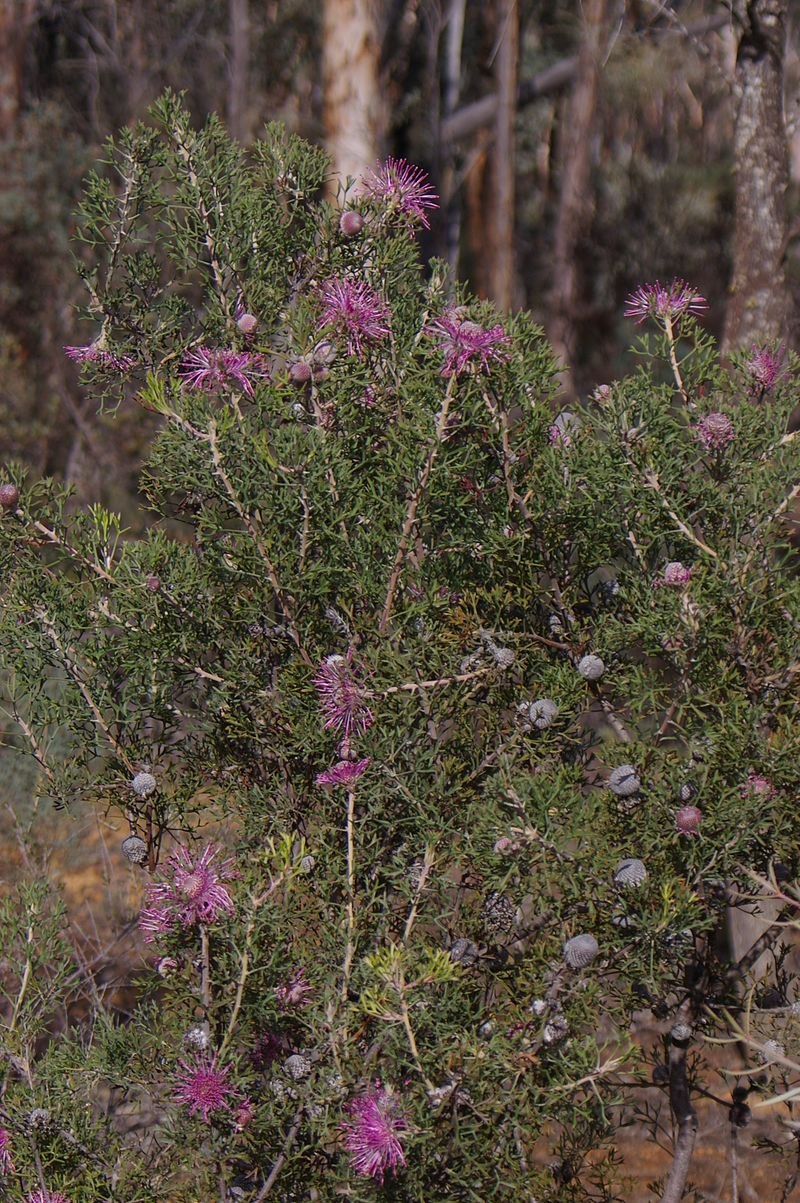 Изопогон лесорогий