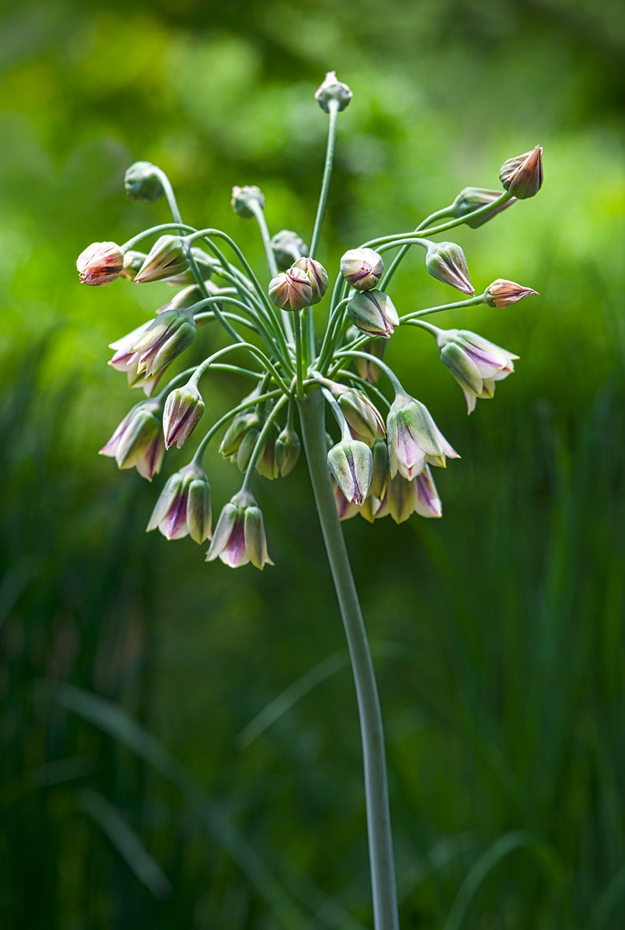 Аллиум florelock