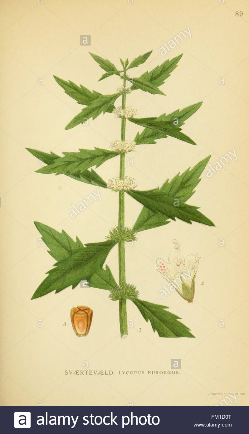 Зюзник блестящий