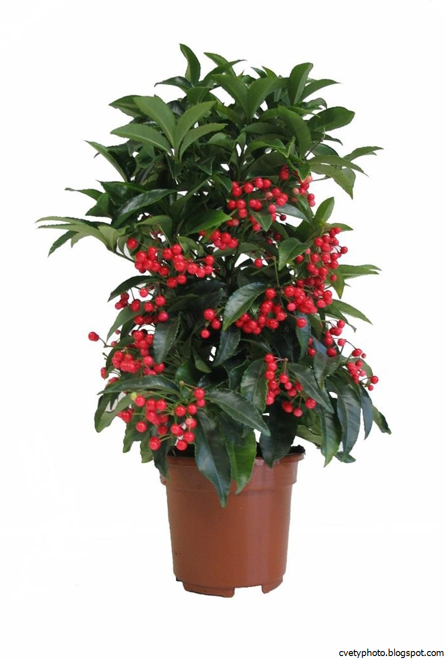 Мирсиновые