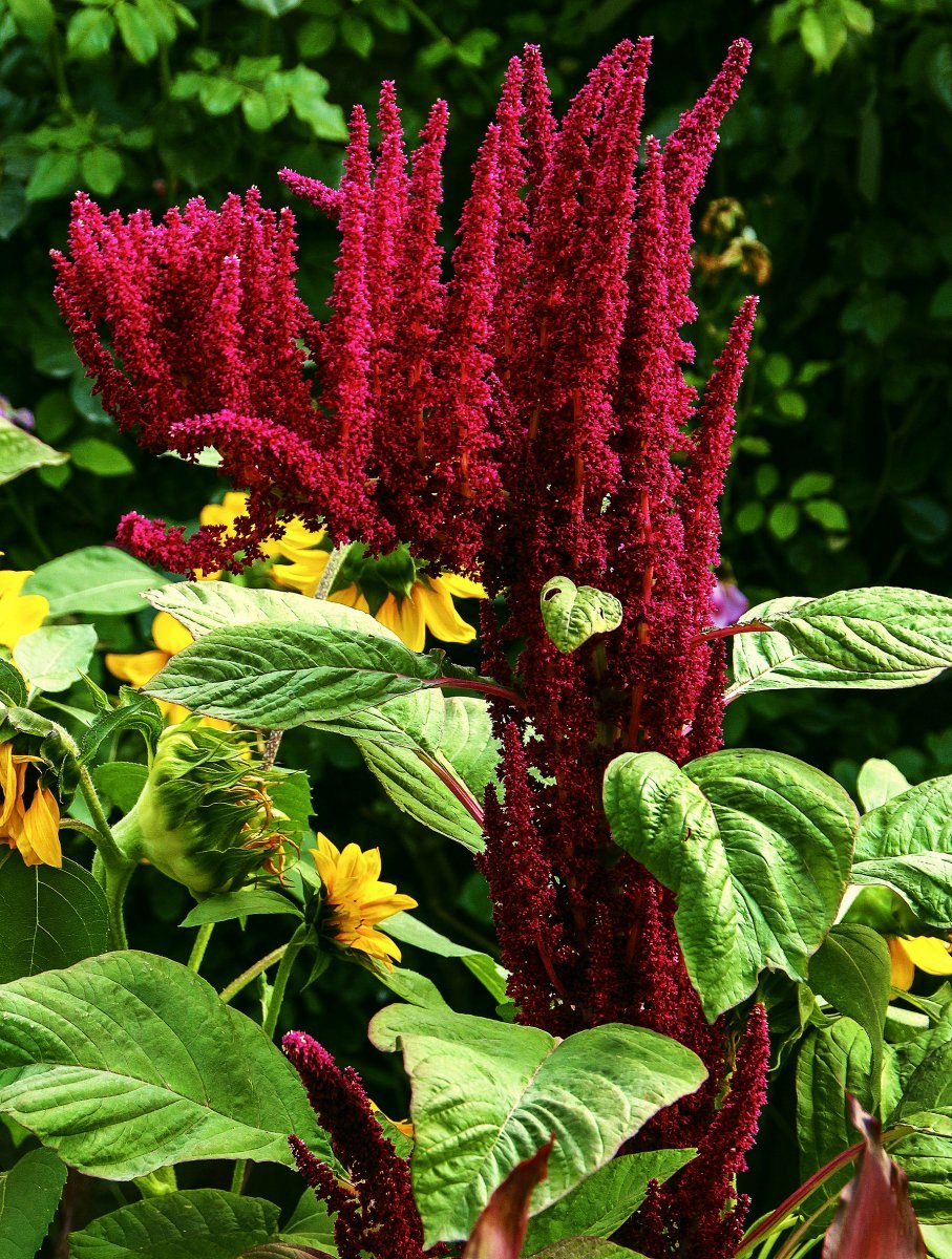 Амарант овощной Крепыш