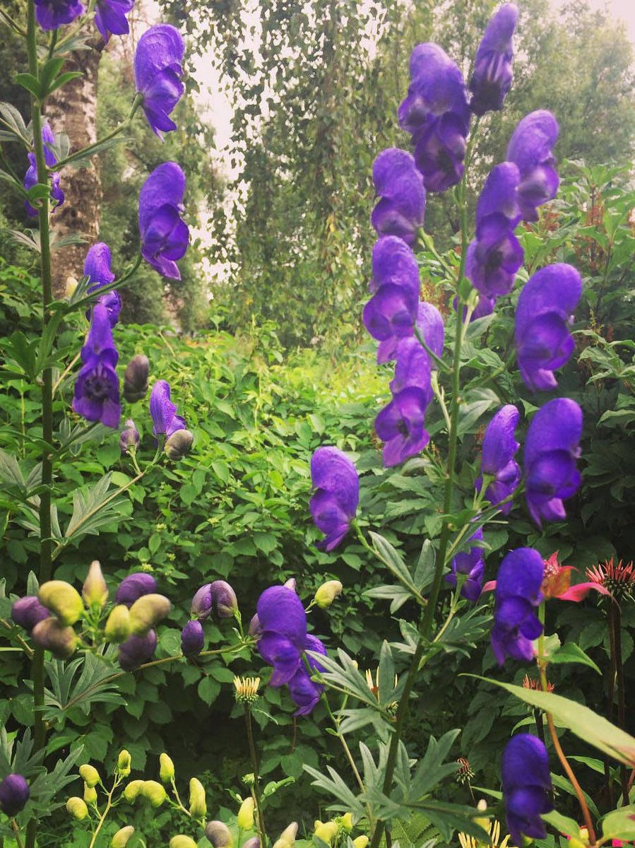 Среда обитания Aconitum napellus