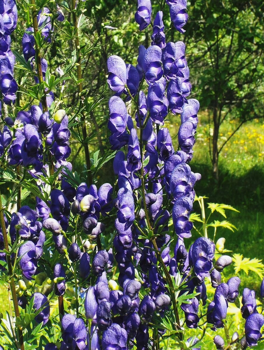 Аконит Лиана