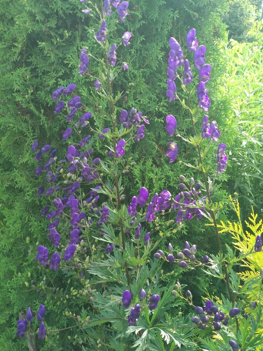 Аконит Лиана