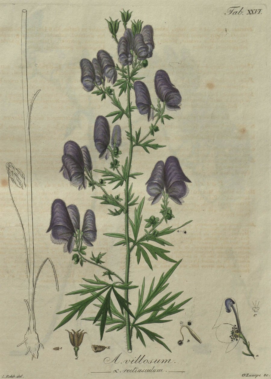 Аконит Северный