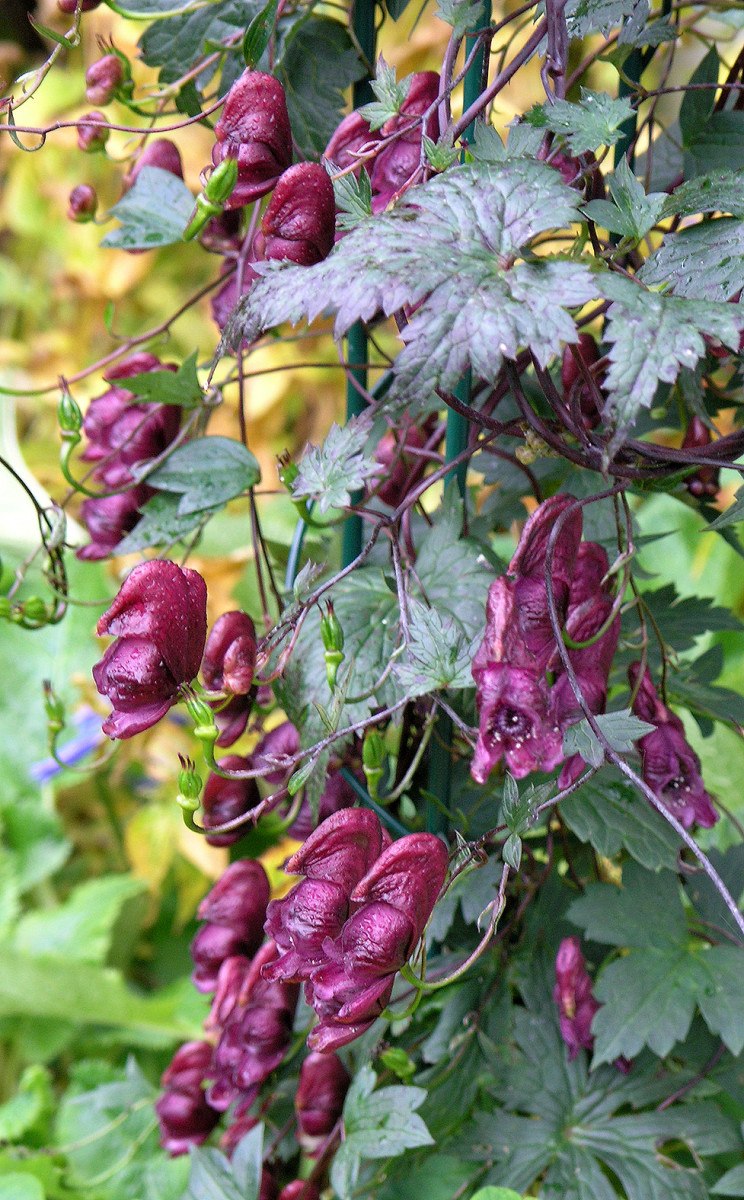 Аконит/борец клобучковый