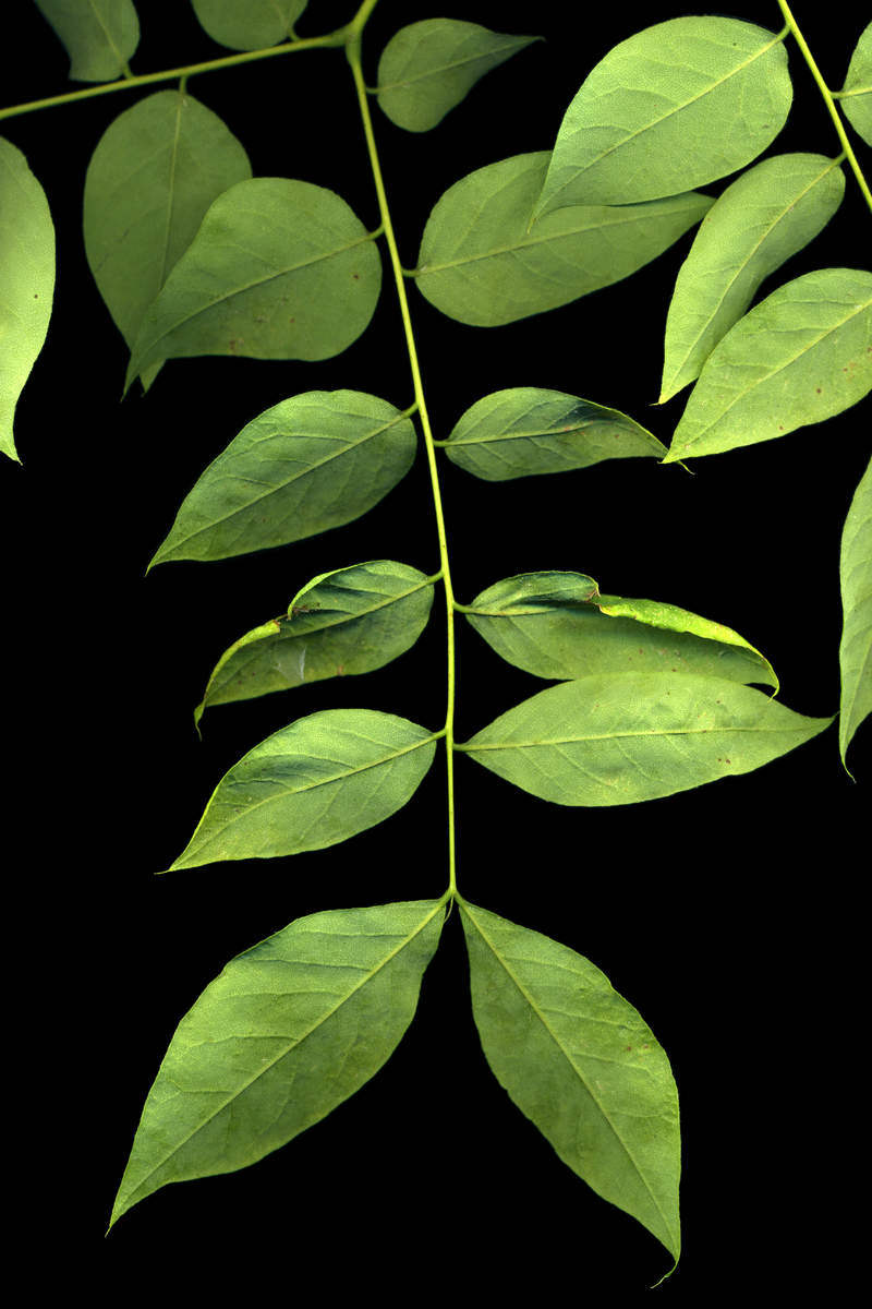 Гимнокладус