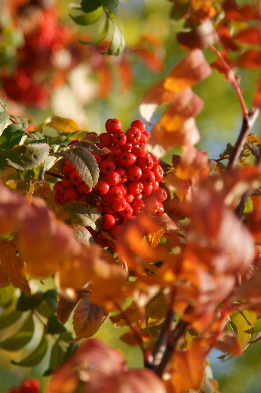 Рябина Рубиновая фото