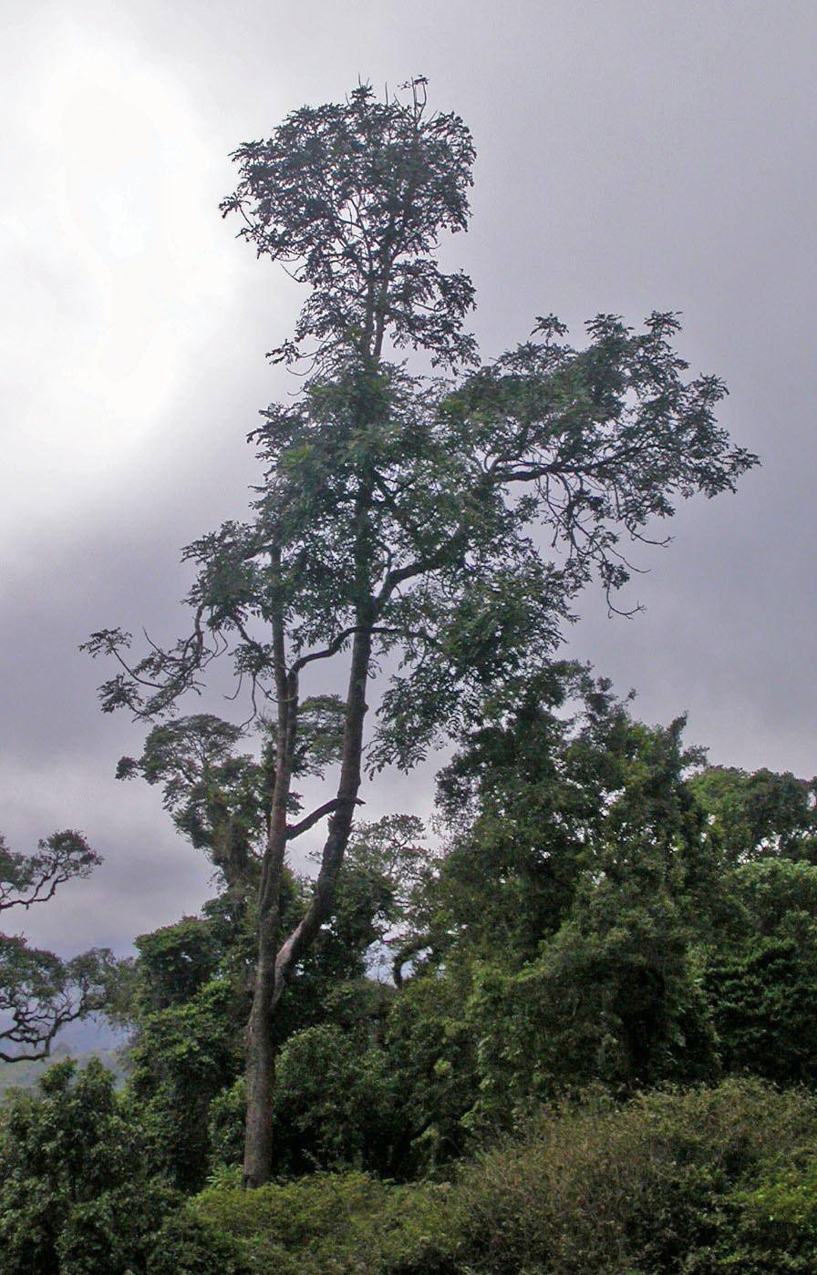 Энтандрофрагма цилиндрическая Сапеле
