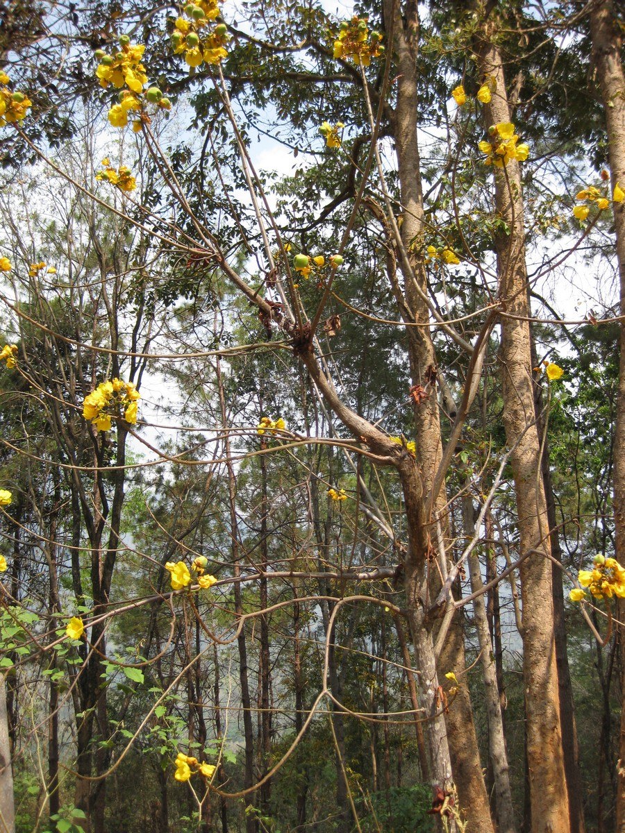 Роза желтая дерево