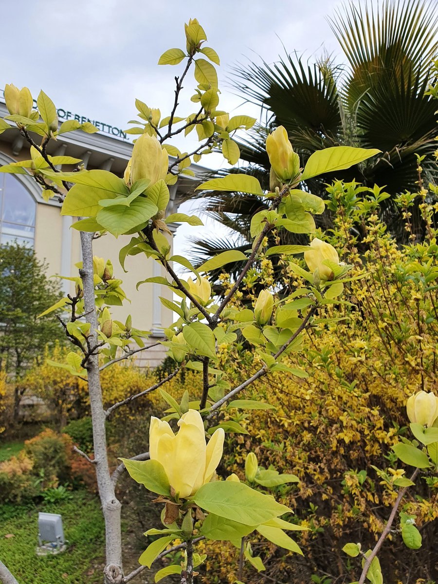 Магнолия длиннозаострённая (Magnolia acuminata l.)