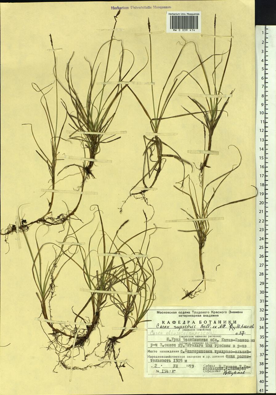 Осока мохнатая корневая система