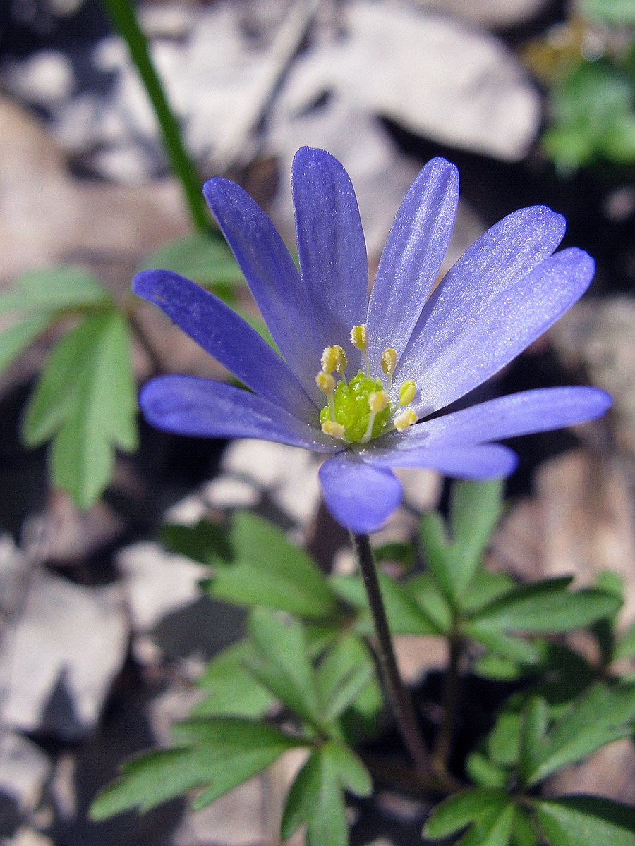 Ветреница Ленинградская