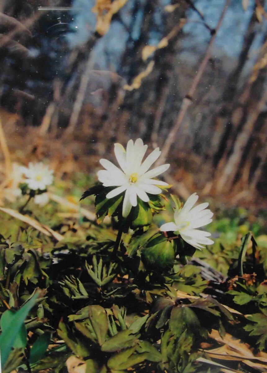 Первоцветы ветреница