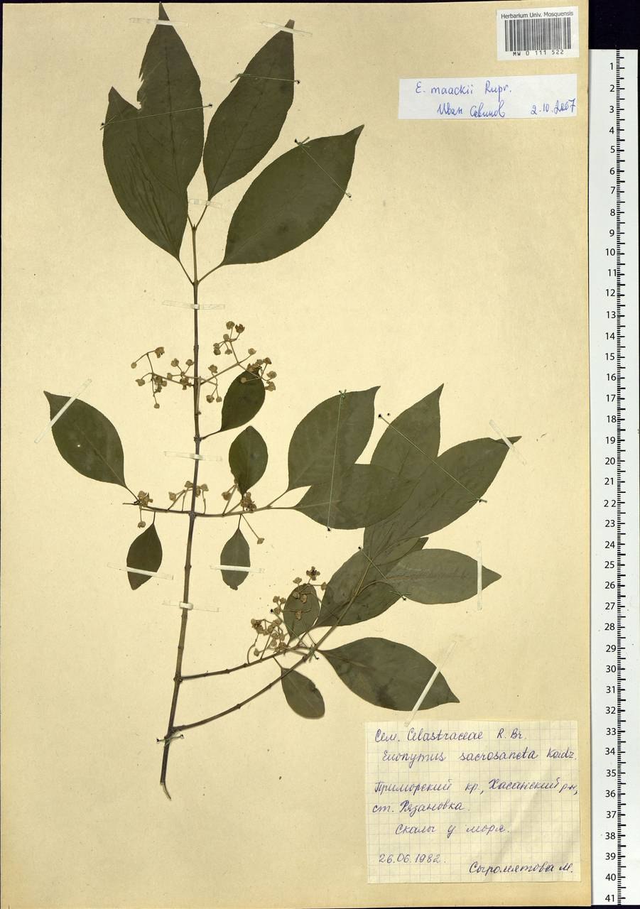 Dipterocarpus turbinatus плод