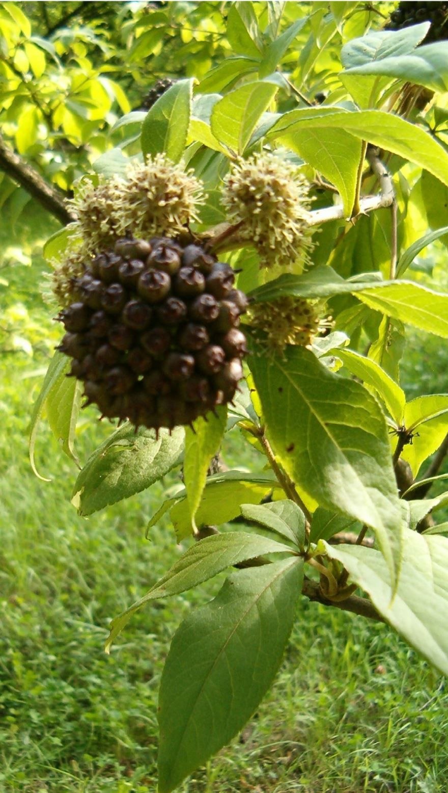 Сибирский женьшень цветок