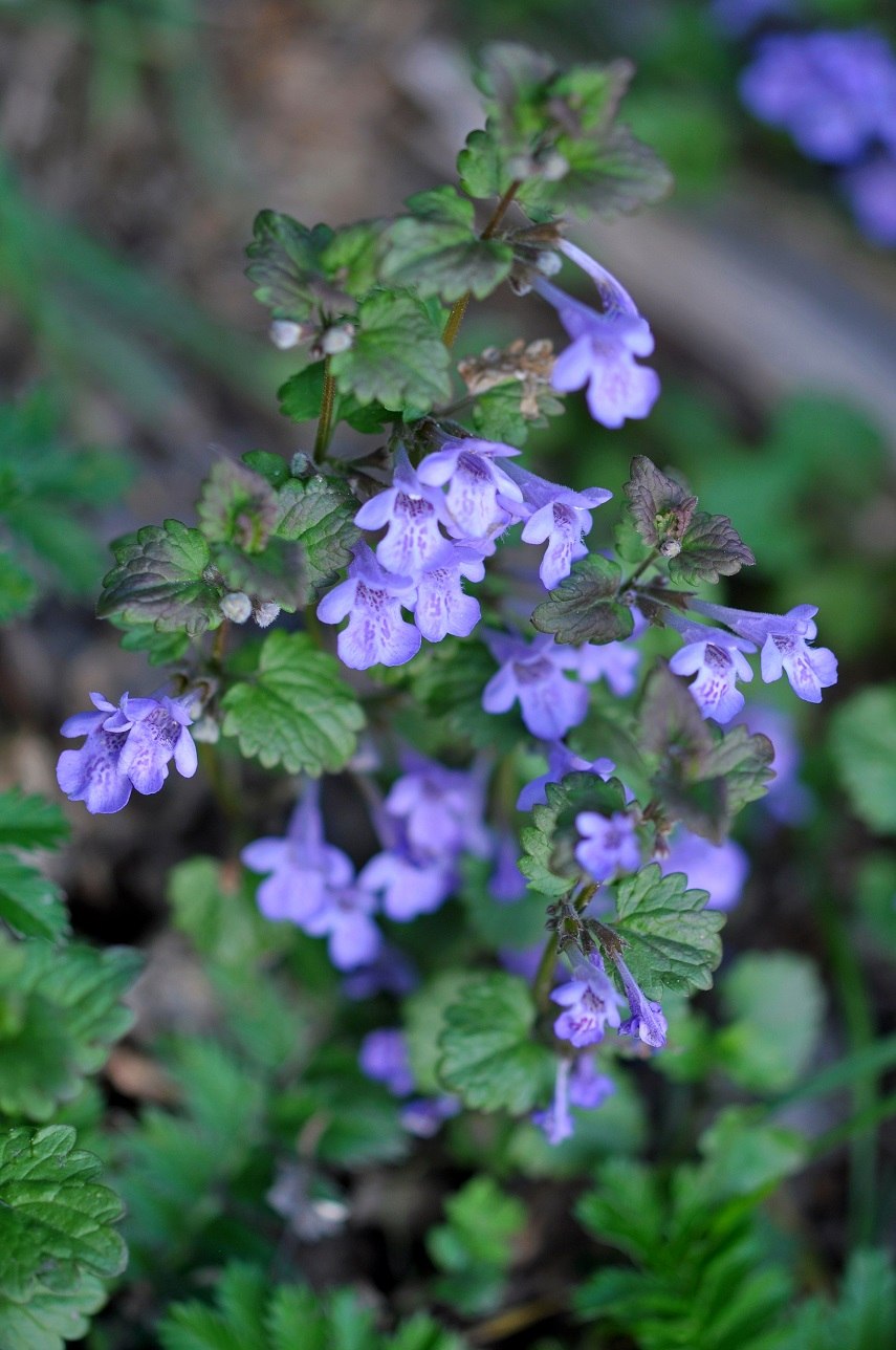 Собачья мята плющевидная
