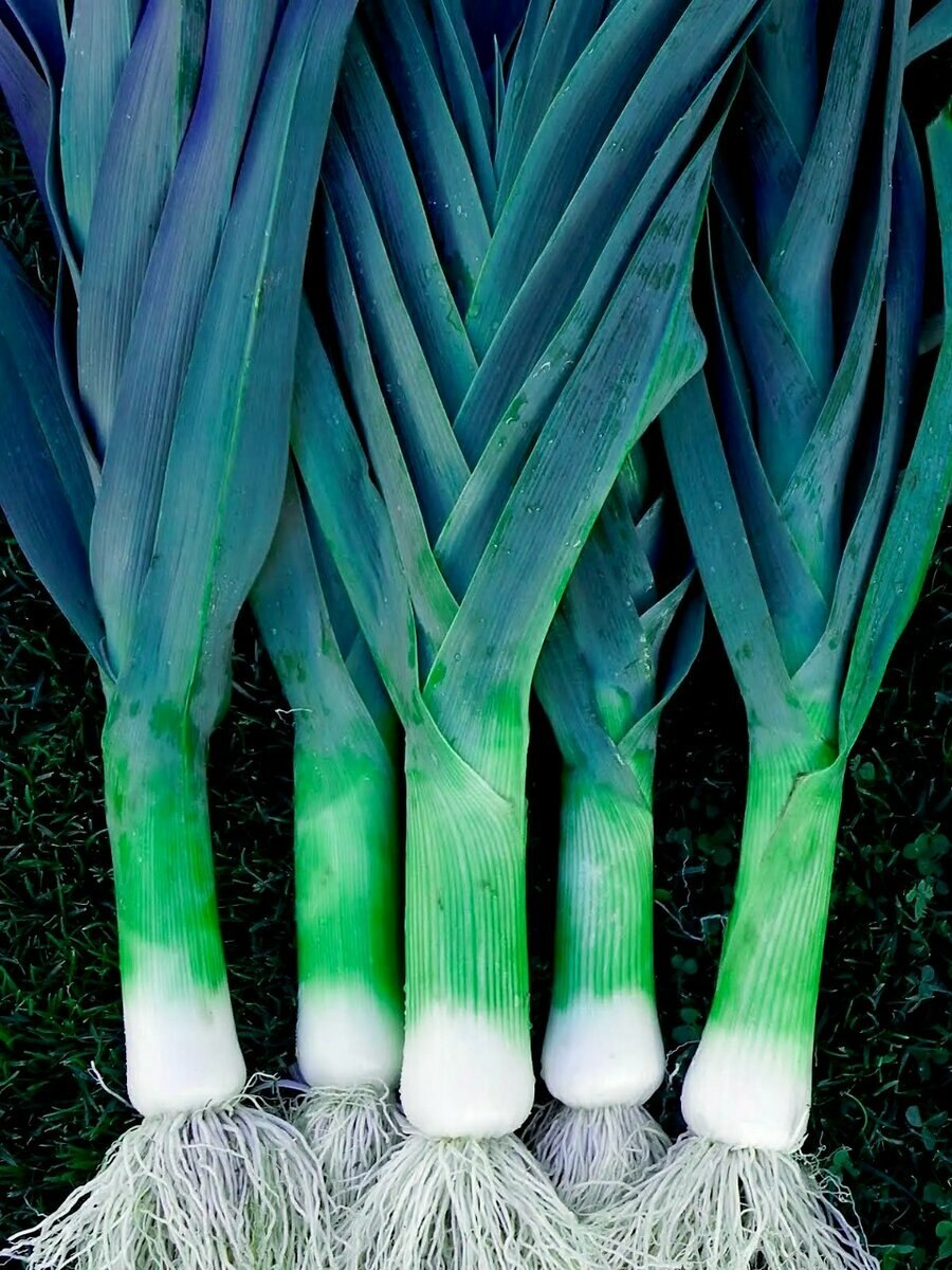 Лук порей и батун