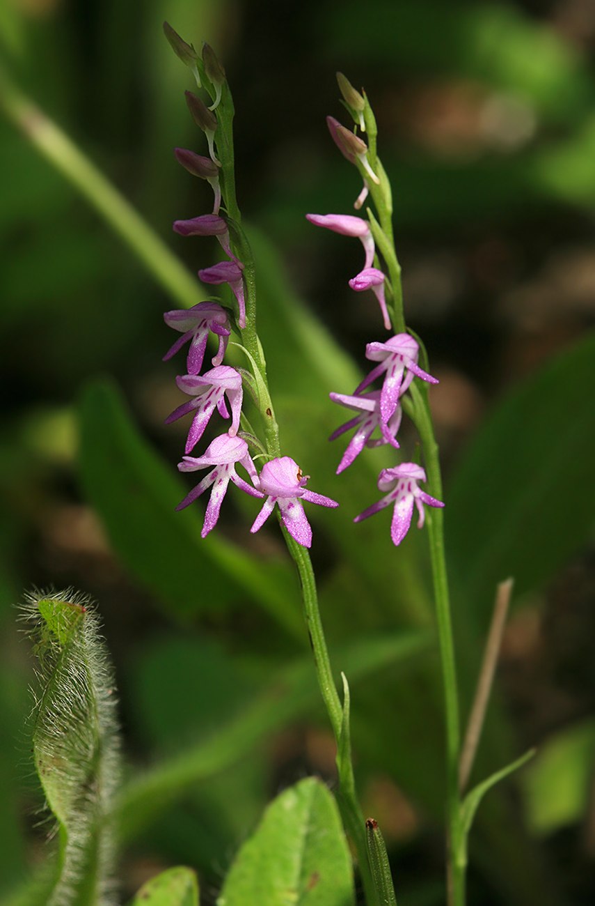 Кислицевые