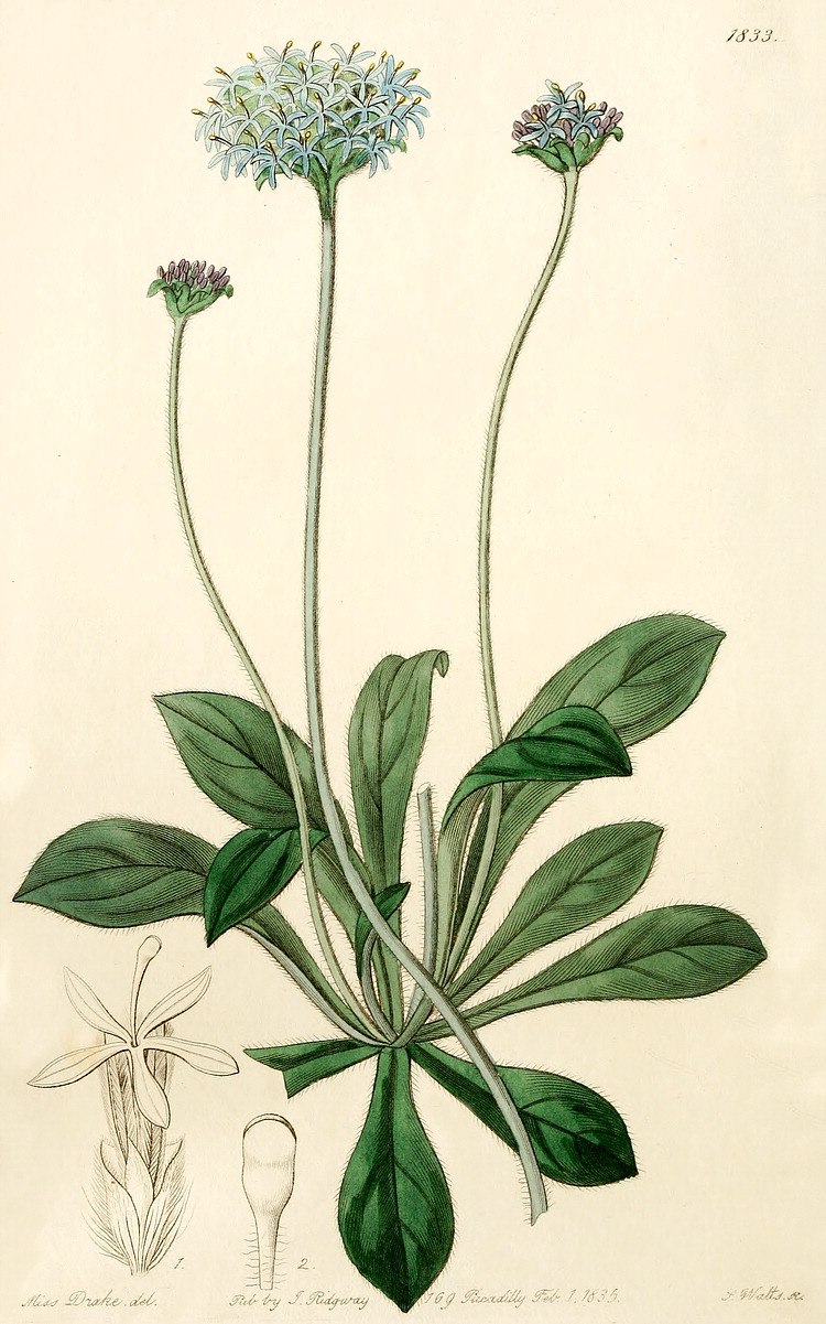 Brunonia Australis
