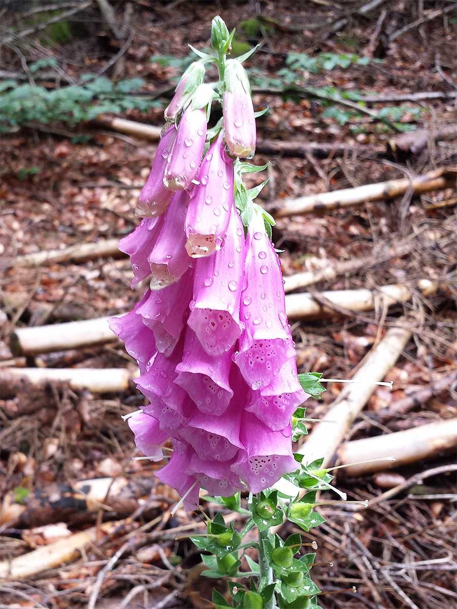 Наперстянка grandiflora