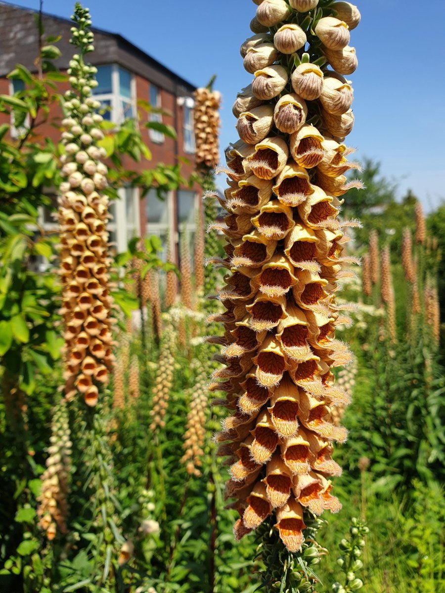 Наперстянка шерстистая - digitalis Lanata