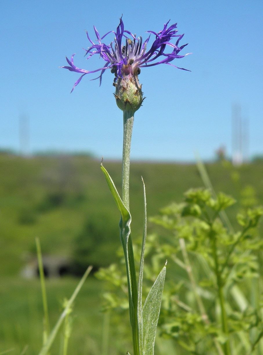 Василек трехжилковый (Centaurea trinervia)