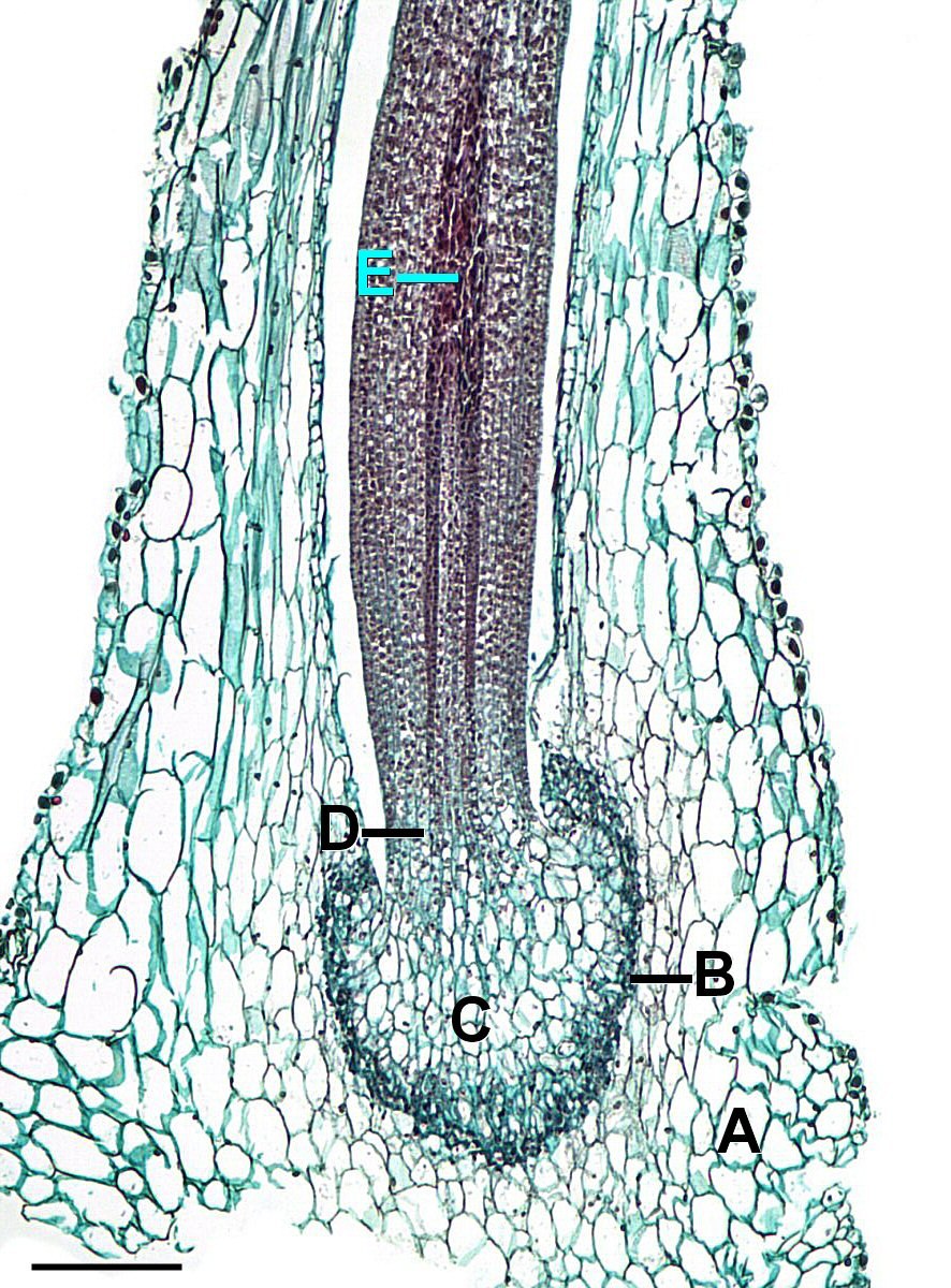Жизненный цикл развития мха Кукушкин лен
