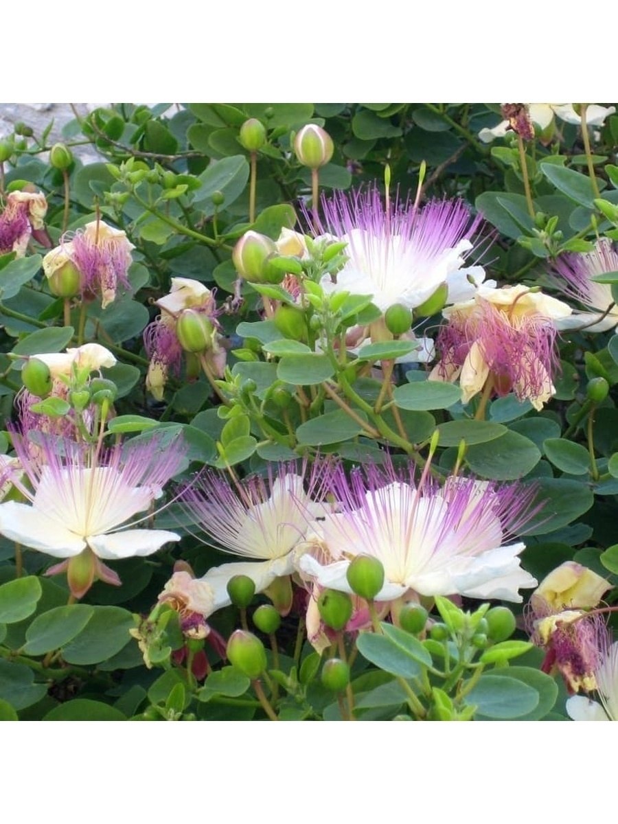 Растения семейства каперсовые