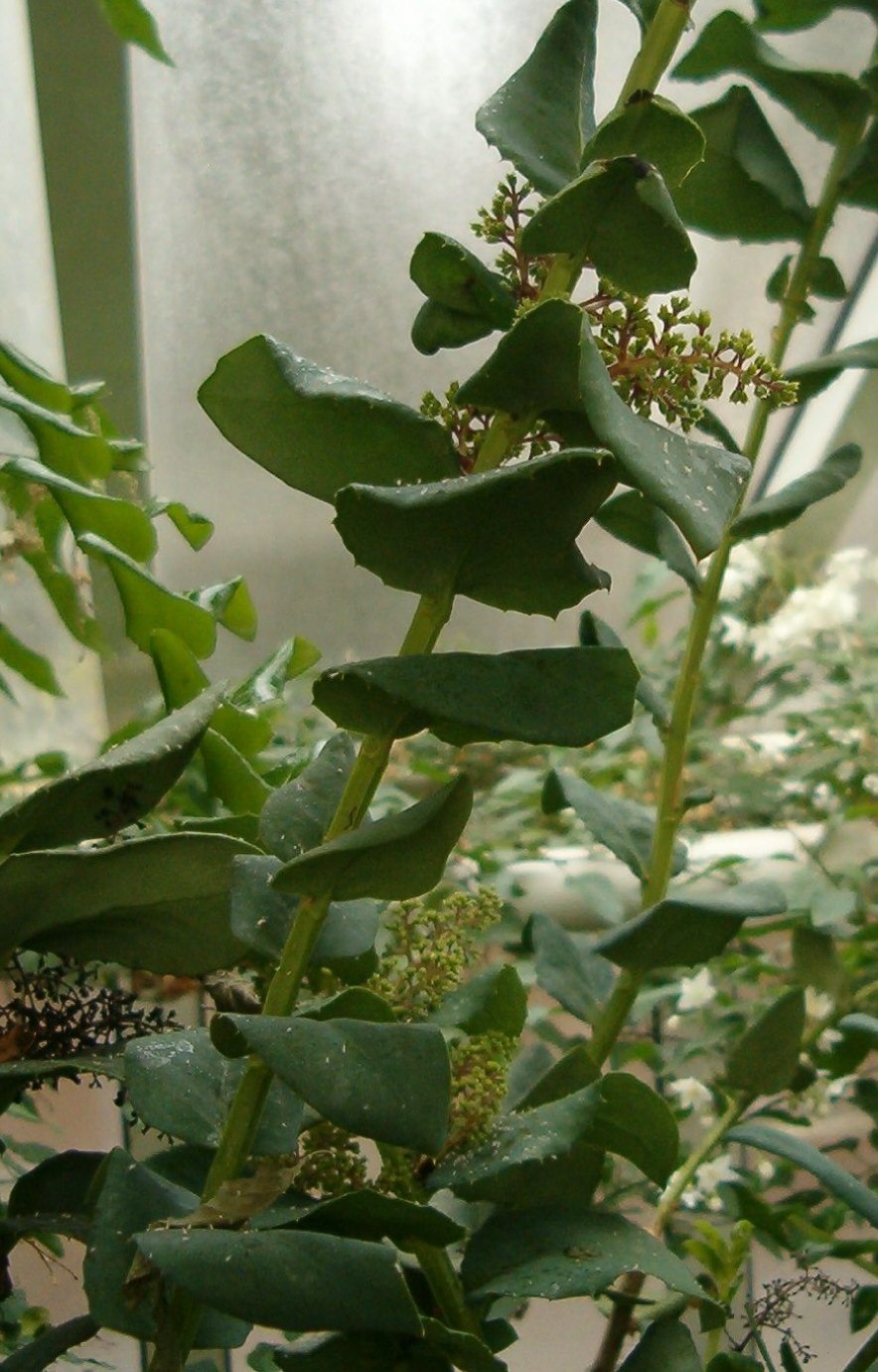 Пахизандра верхушечная Вариегата Pachysandra terminalis variegata