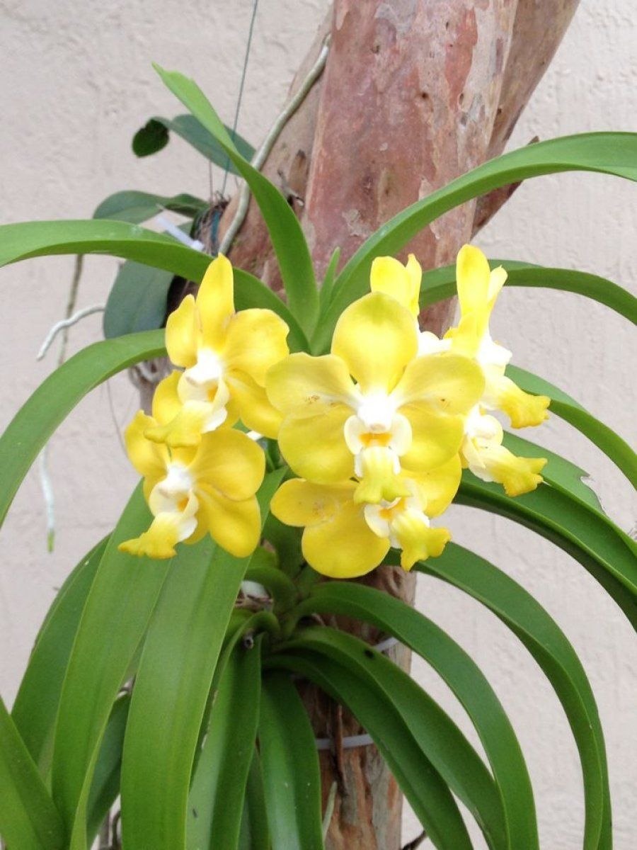 Аскоценда и Ванда отличие