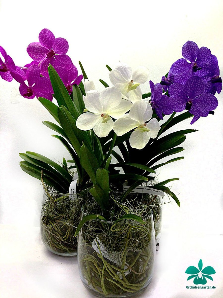 Аскоценда Орхидея