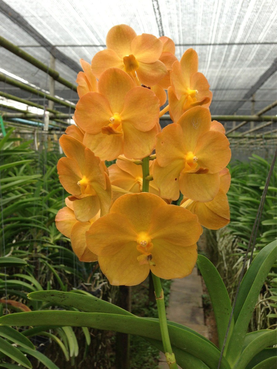 Ascocentrum miniatum