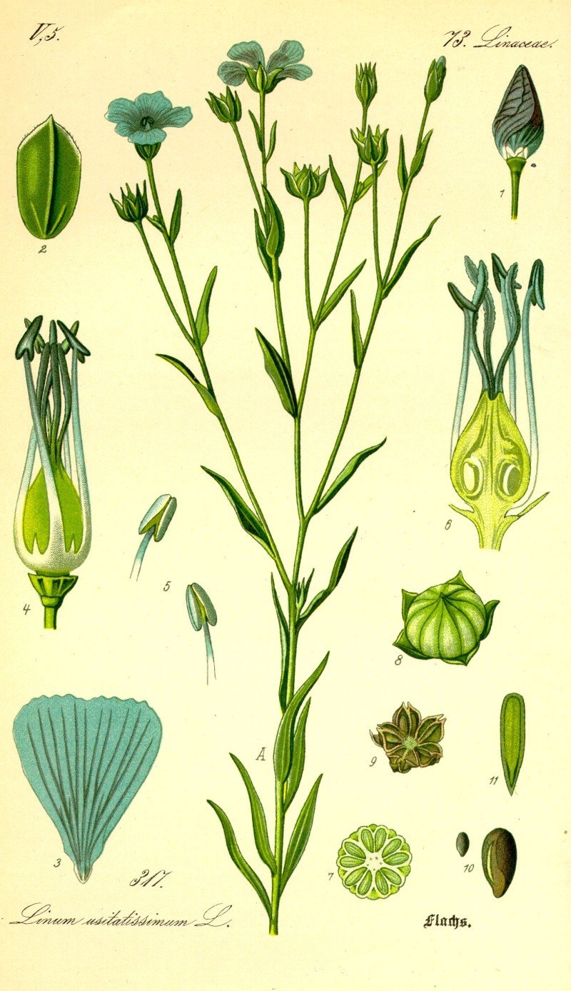 Лен многолетний Linum perenne