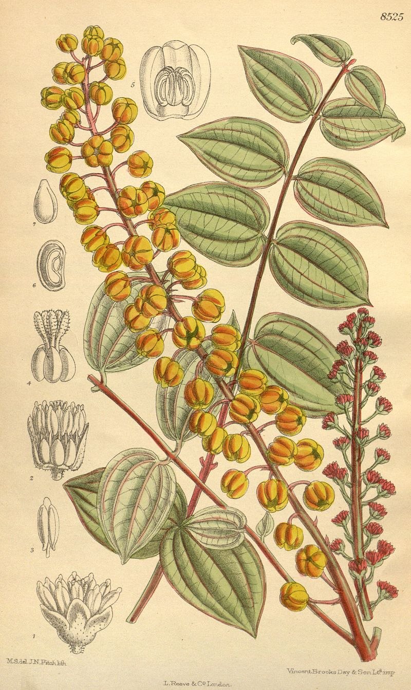 Rhus coriaria