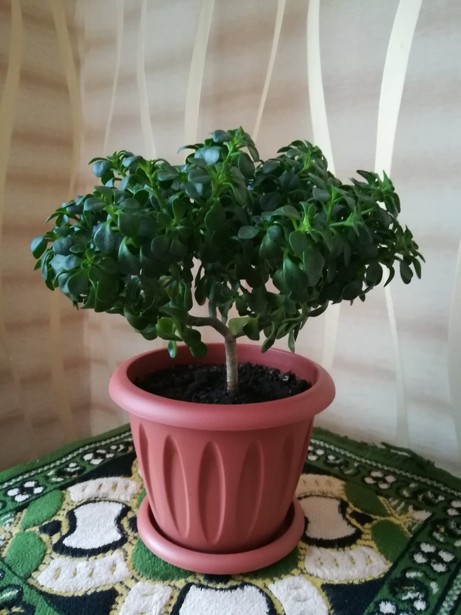 Дерево любви комнатное