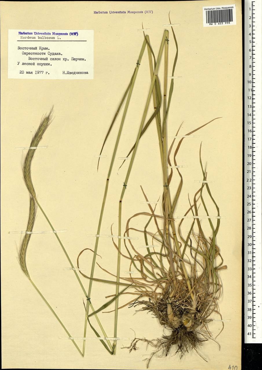 Hordeum bulbosum l.