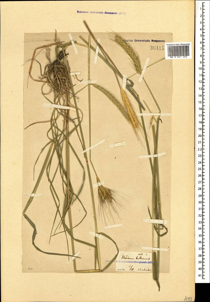 Ячмень ядрица